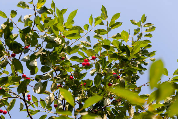 Red berry tree